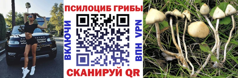 Псилоцибиновые грибы GOLDEN TEACHER blacksprut Среднеуральск продажа наркотиков